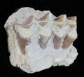 Oligocene Ruminant (Leptomeryx) Jaw Section #60978-2